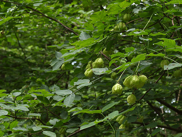 klokoč perovitý Staphylea pinnata L.