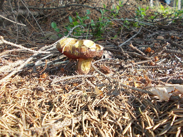 hríb zrnitohlúbikový Sutorius luridiformis (Rostk.) G. Wu & Zhu L. Yang