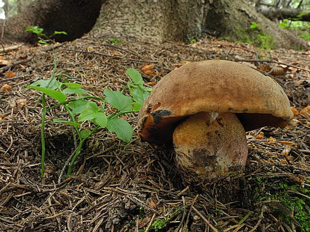 hríb zrnitohlúbikový Sutorius luridiformis (Rostk.) G. Wu & Zhu L. Yang