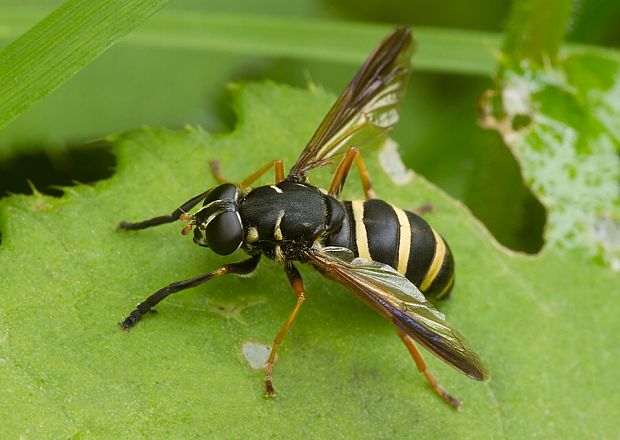 . Temnostoma bombylans