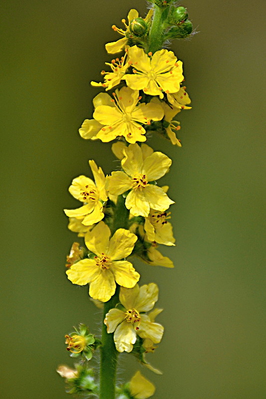 repík lekársky Agrimonia eupatoria L.