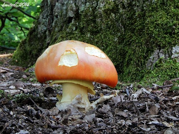 muchotrávka cisárska Amanita caesarea (Scop.) Pers.