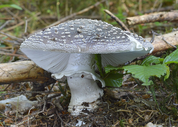 muchotrávka hrubá Amanita excelsa (Fr.) Bertill.