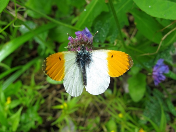 mlynárik žeruchový Anthocharis cardamines