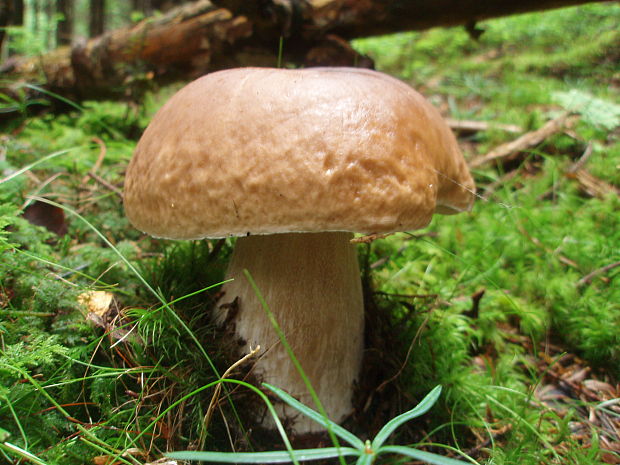 hríb smrekový Boletus edulis Bull.