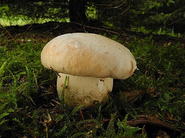 hríb smrekový Boletus edulis Bull.