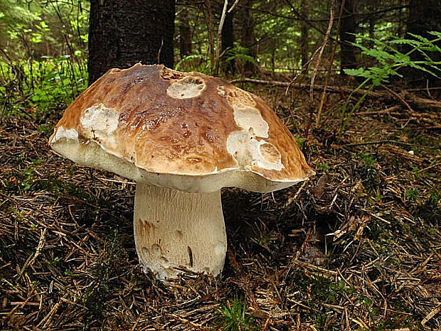 hríb smrekový Boletus edulis Bull.