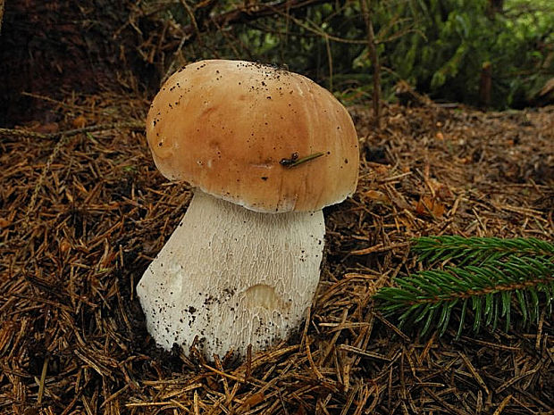 hríb smrekový Boletus edulis Bull.