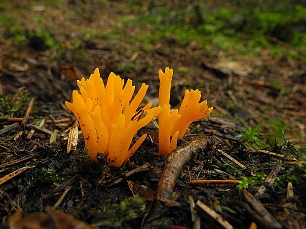 parôžkovec lepkavý Calocera viscosa (Pers.) Fr.