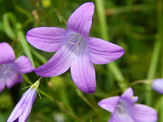 zvonček konáristý Campanula patula L.