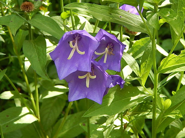 zvonček broskyňolistý Campanula persicifolia L.