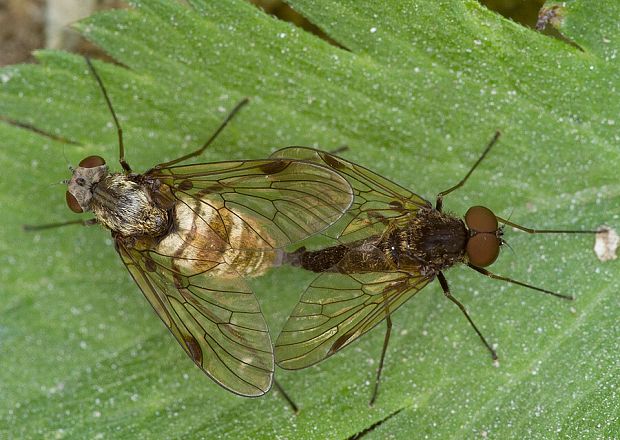 . Chrysopilus cristatus