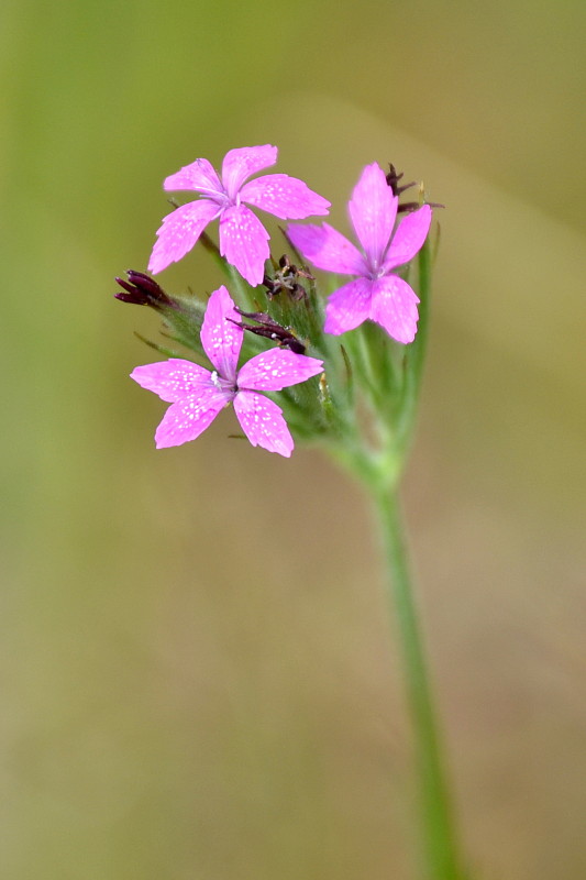 klinček zväzkovitý Dianthus armeria L.