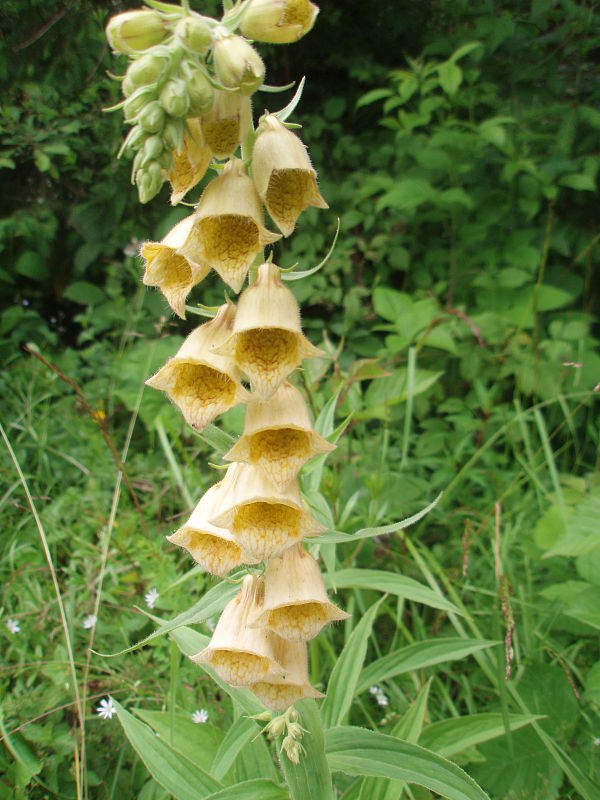 náprstník veľkokvetý Digitalis grandiflora Mill.