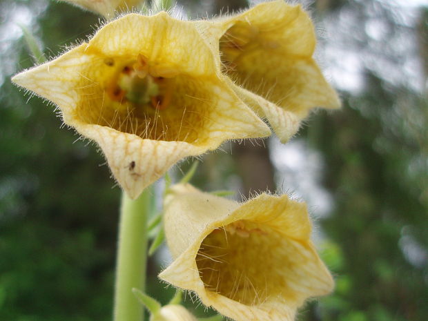 náprstník veľkokvetý Digitalis grandiflora Mill.