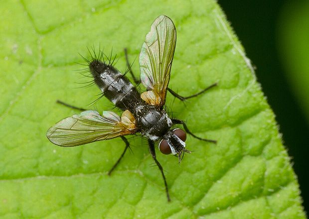 . Gastrolepta anthracina