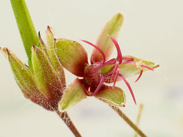 pakost hnedočervený Geranium phaeum L.