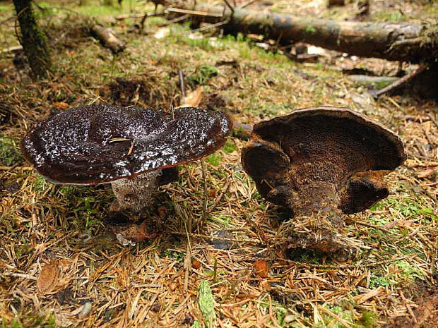 jelenkovka hrdzavohnedá Hydnellum ferrugineum (Fr.) P. Karst.