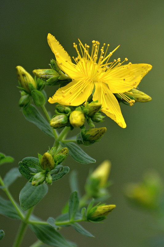 ľubovník bodkovaný Hypericum perforatum L.