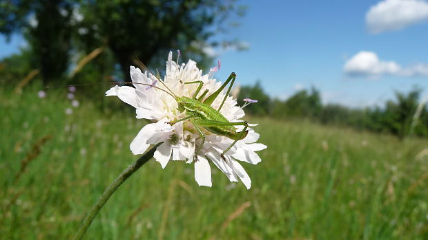 kobylka diskoidálna (?) Leptophyes discoidalis