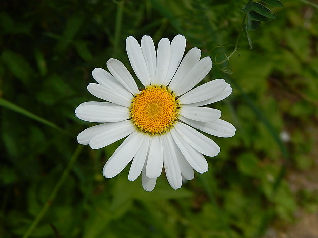 margaréta biela Leucanthemum vulgare Lam.