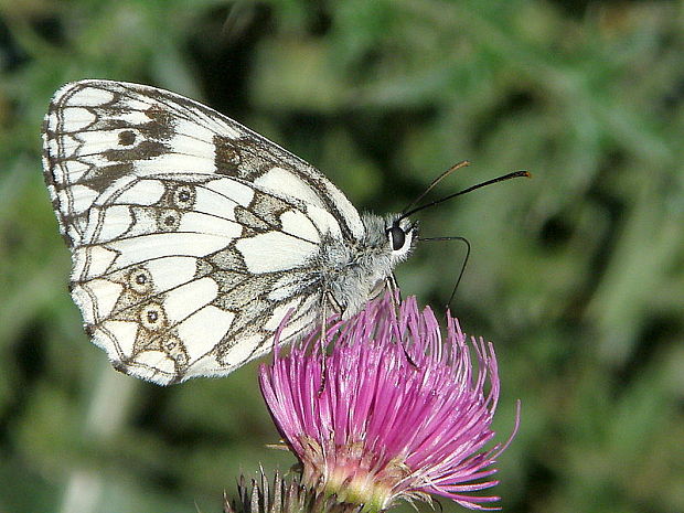 očkáň timotejkový  Melanargia galathea  Linnaeus, 1758