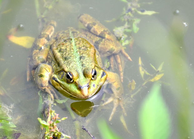 skokan zelený Pelophylax kl. esculenta