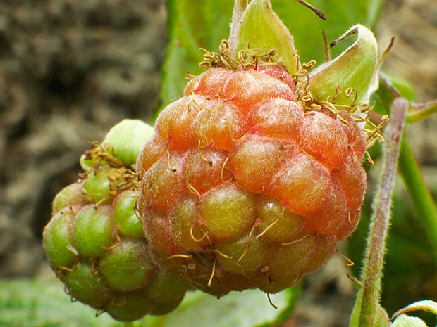 ostružina malinová Rubus idaeus L.
