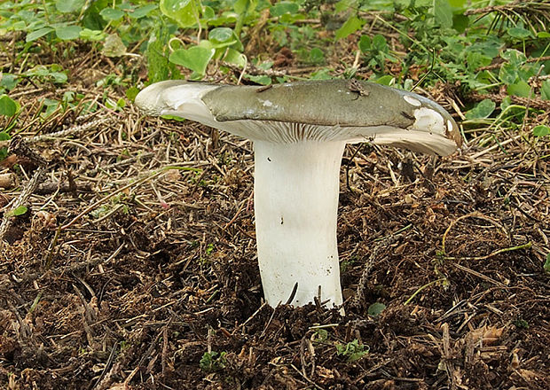 plávka Russula sp.