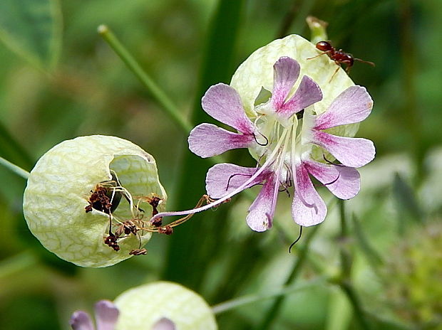 silenka obyčajná Silene vulgaris (Moench) Garcke