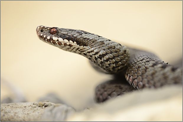 vretenica  Vipera berus