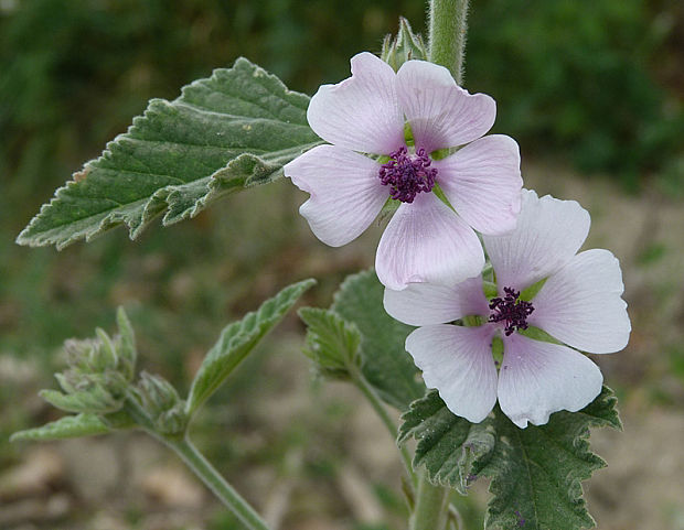 ibiš lekársky Althaea officinalis L.