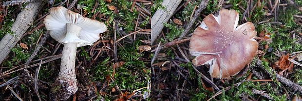 muchotrávka červenkastá Amanita rubescens Pers.