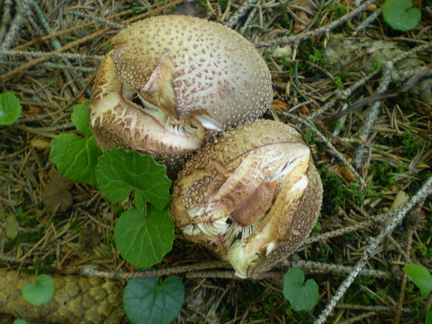 muchotrávka červenkastá Amanita rubescens Pers.