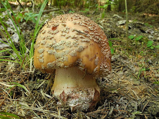 muchotrávka červenkastá Amanita rubescens Pers.