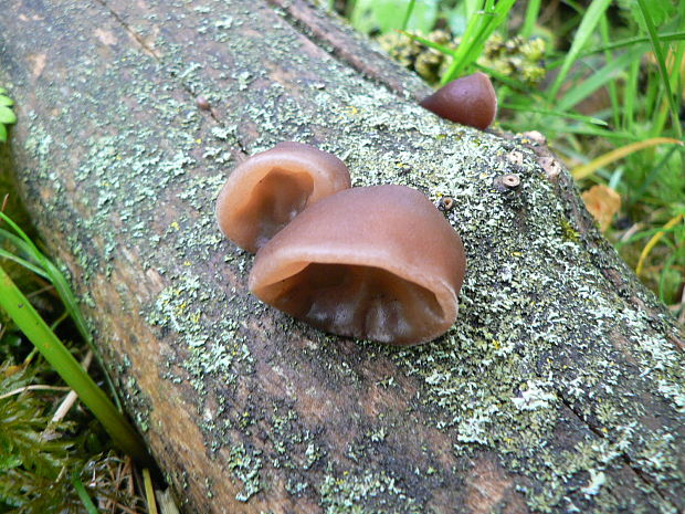 uchovec bazový Auricularia auricula-judae (Bull.) Quél.