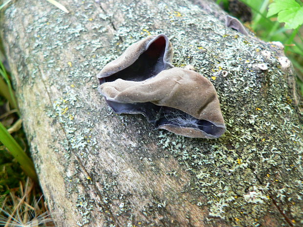 uchovec bazový Auricularia auricula-judae (Bull.) Quél.