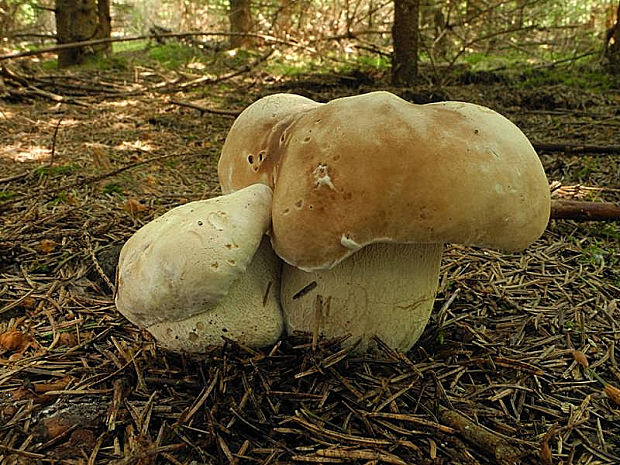 hríb smrekový Boletus edulis Bull.