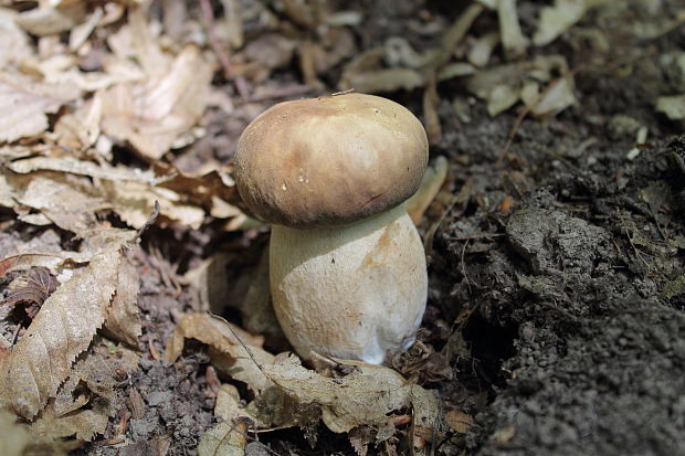 hríb dubový Boletus reticulatus Schaeff.