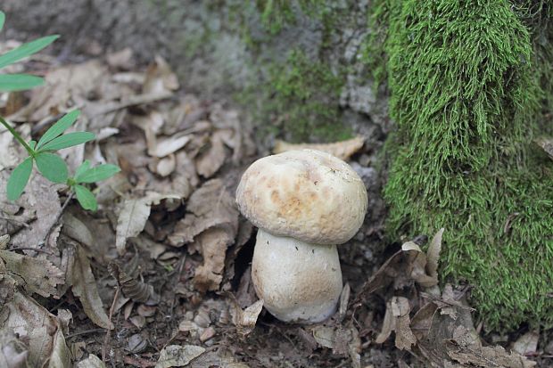 hríb dubový Boletus reticulatus Schaeff.