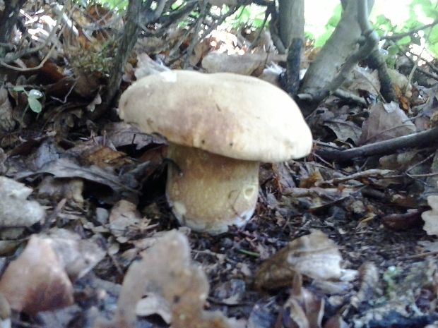 hríb dubový Boletus sp.