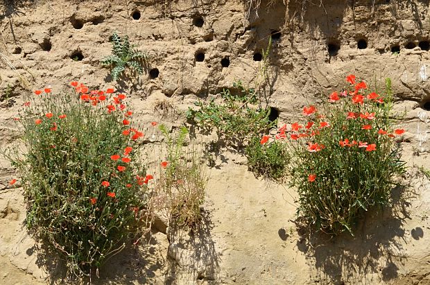 mak vlčí Papaver rhoeas L.