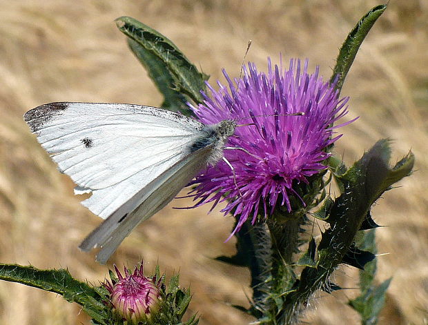 mlynárik repkový Pieris napi