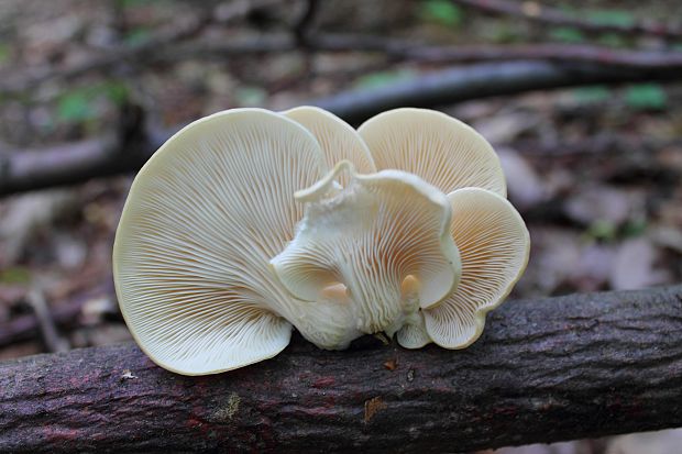 hliva buková Pleurotus pulmonarius (Fr.) Quél.