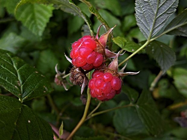 maliny Rubus idaeus L.