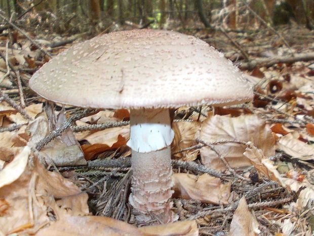 muchotrávka červenkastá Amanita rubescens Pers.