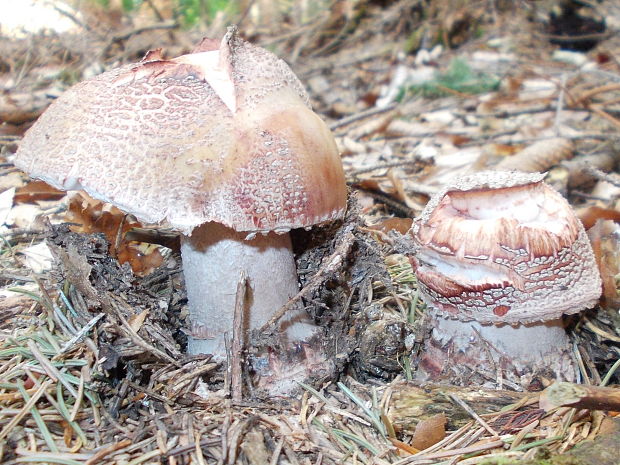 muchotrávka červenkastá Amanita rubescens Pers.