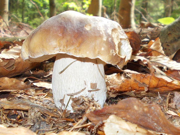 hríb smrekový Boletus edulis Bull.