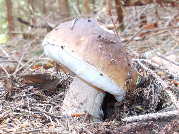 hríb smrekový Boletus edulis Bull.