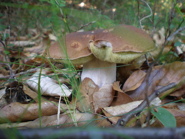 hríb smrekový Boletus edulis Bull.